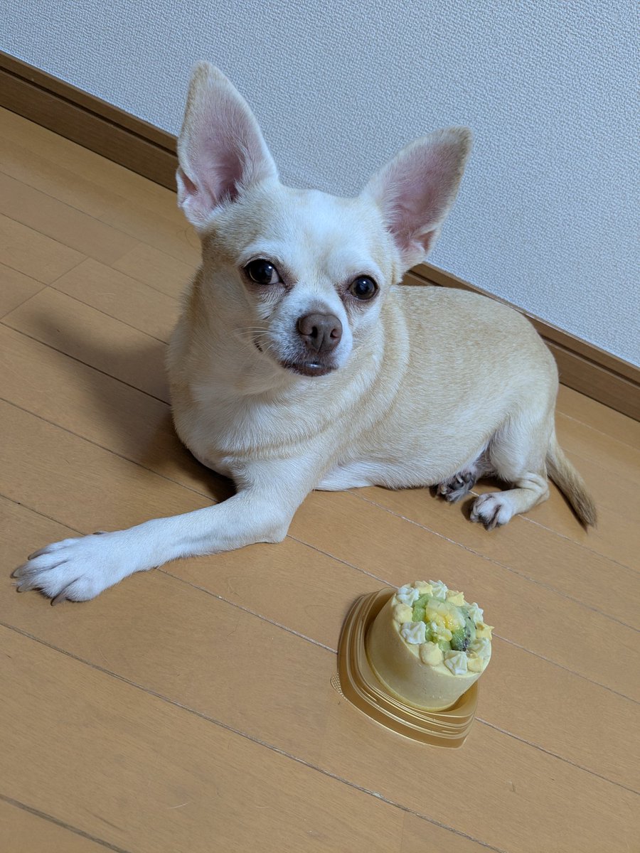zeronoheya's tweet photo. バースデーケーキとぐるが

#保護犬 #里親 #デカチワワ https://t.co/yc2Yz87k0i