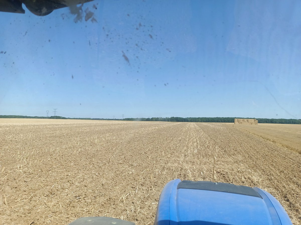 Déchaumage du colza avant les repousses objectif bonne structure et qu'il n'y ait que du colza ou presque qui repousse.
2 possibilités après:
- semis de blé en direct dans les repousses en octobre
- semis d'un couvert court de légumineuses si les conditions météo sont favorables