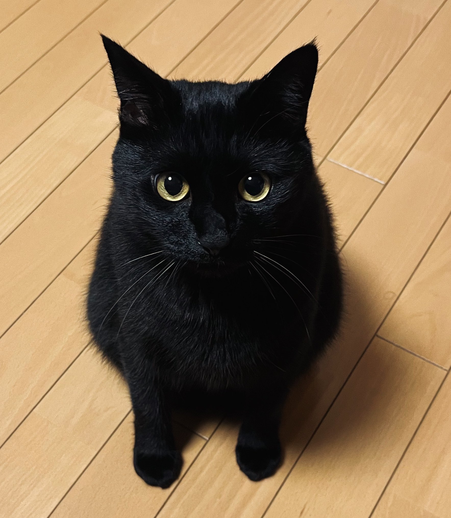 babythree400%初代　黒猫 行ったり来たり🐈‍⬛🖼 #額縁猫 #額縁キャットウォーク #黒猫