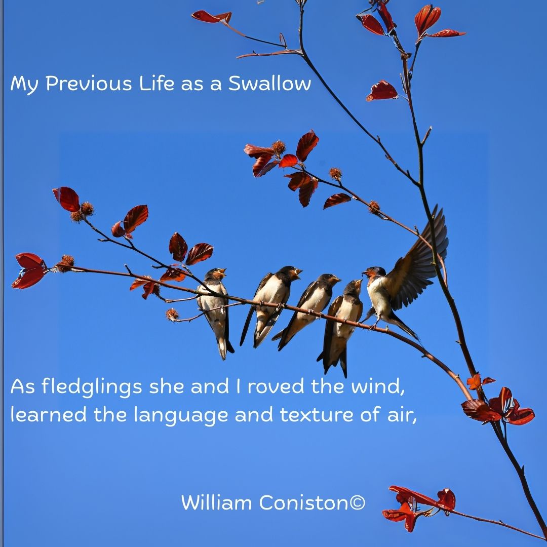 InkSweatTears's tweet image. Can you remember a life before this one? The speaker in Coniston's poem, 'My Previous Life as a Swallow', explores this and the kinship between humans and the natural world.
Read it here: inksweatandtears.co.uk/william-conist…
#InkSweatandTears #Poetry #Submission