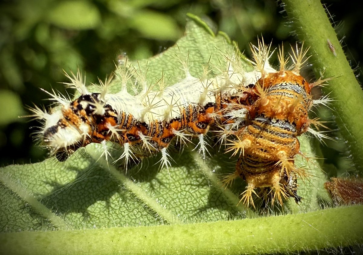 Two Commas on the same leaf. The small one is 2nd or 3rd instar, the biggie definitely 5th instar.