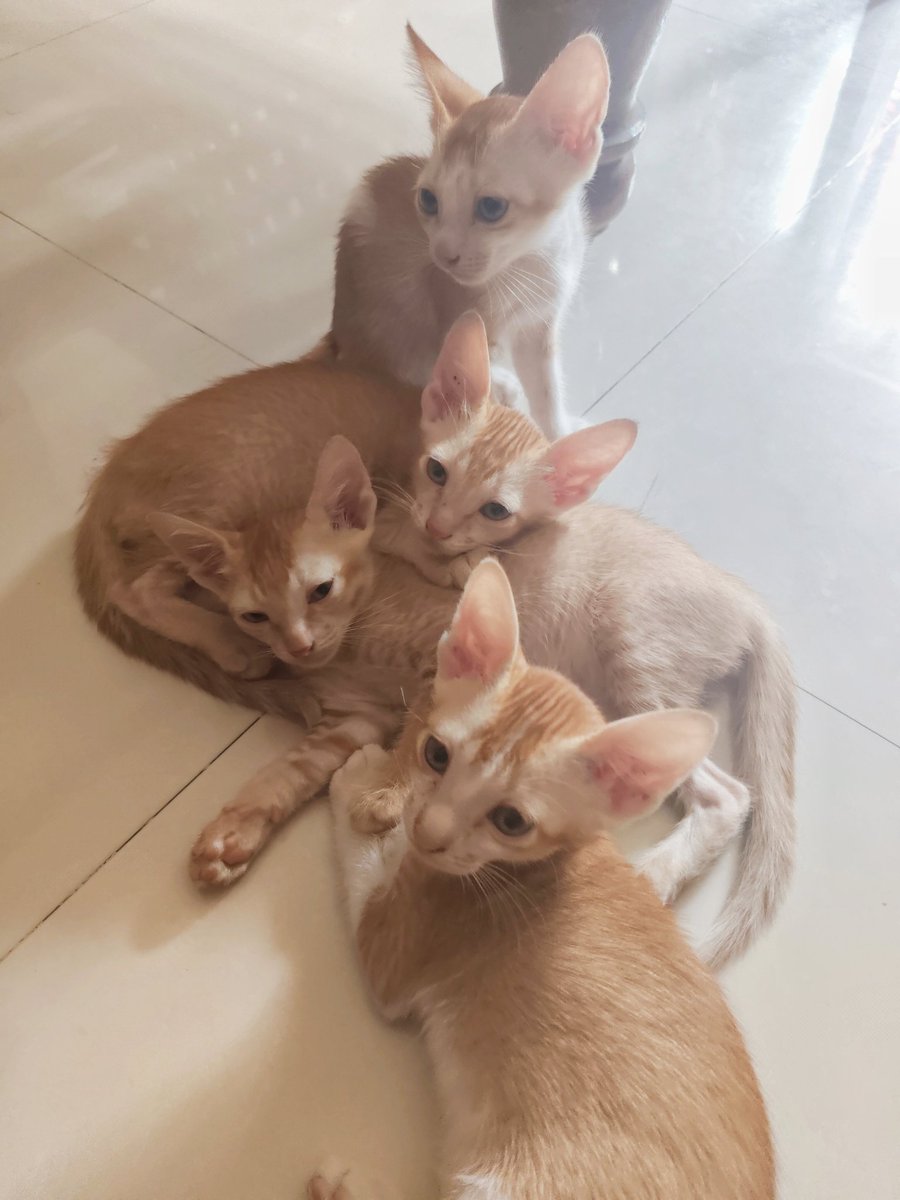 These 10-week-old kittens have grown up with love and care. It breaks my heart to imagine them out there alone. They deserve homes that'll keep them safe, cuddle them close, and treat them gently. Hoping to find families who'll love them the way they've been loved so far. Repost.