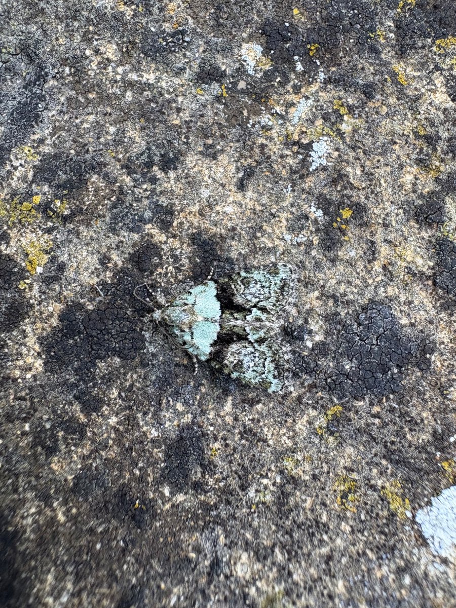 Spot the moth! The  exquisitely marked Tree lichen Beauty blending in with a garden stone #SEWorcs <a href="/WorcsWT/">Worcs Wildlife Trust</a>