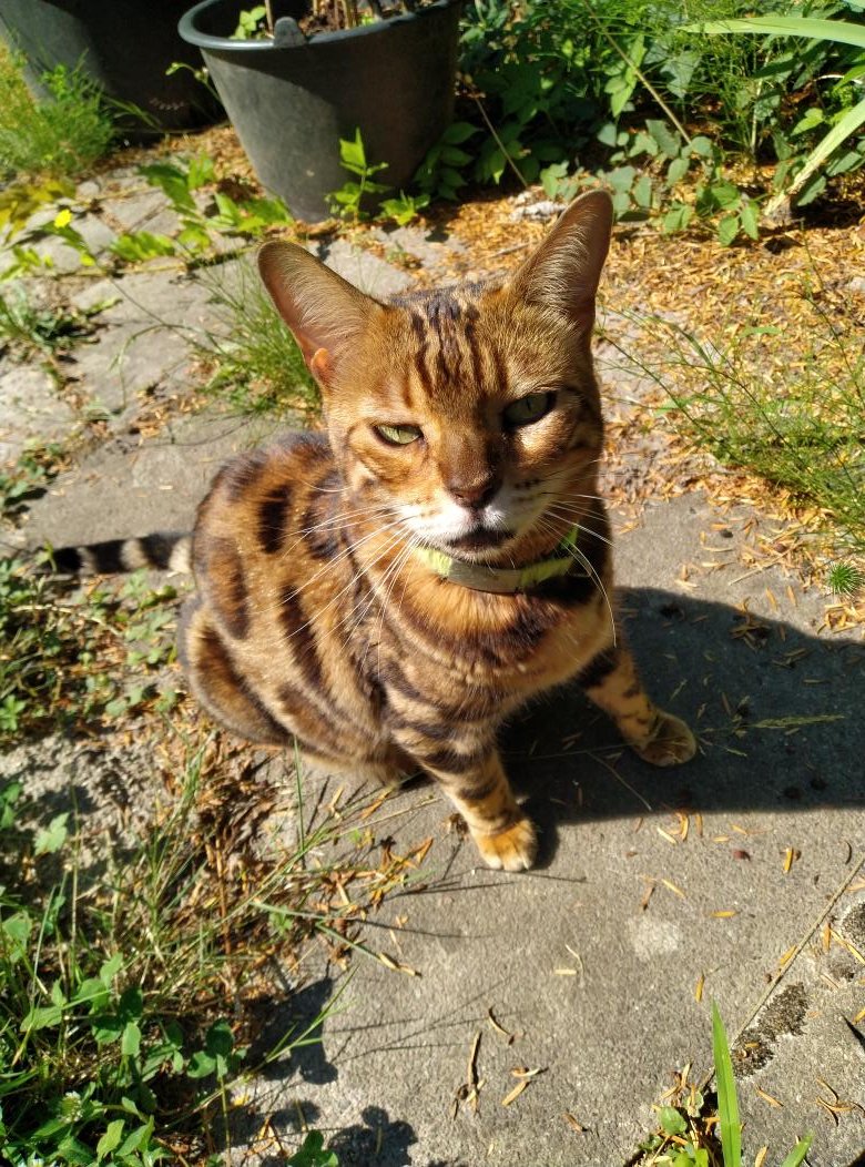 Earthfriend21's tweet photo. Schönen und erholsamen #Sonntag 👋🌞❣️Euch allen aus #BadenWuerttemberg 🙂 Heute sind besonders viele Falter 🦋 (Tagpfauenauge) aktiv #Gartentweet https://t.co/k5HUGMhbap