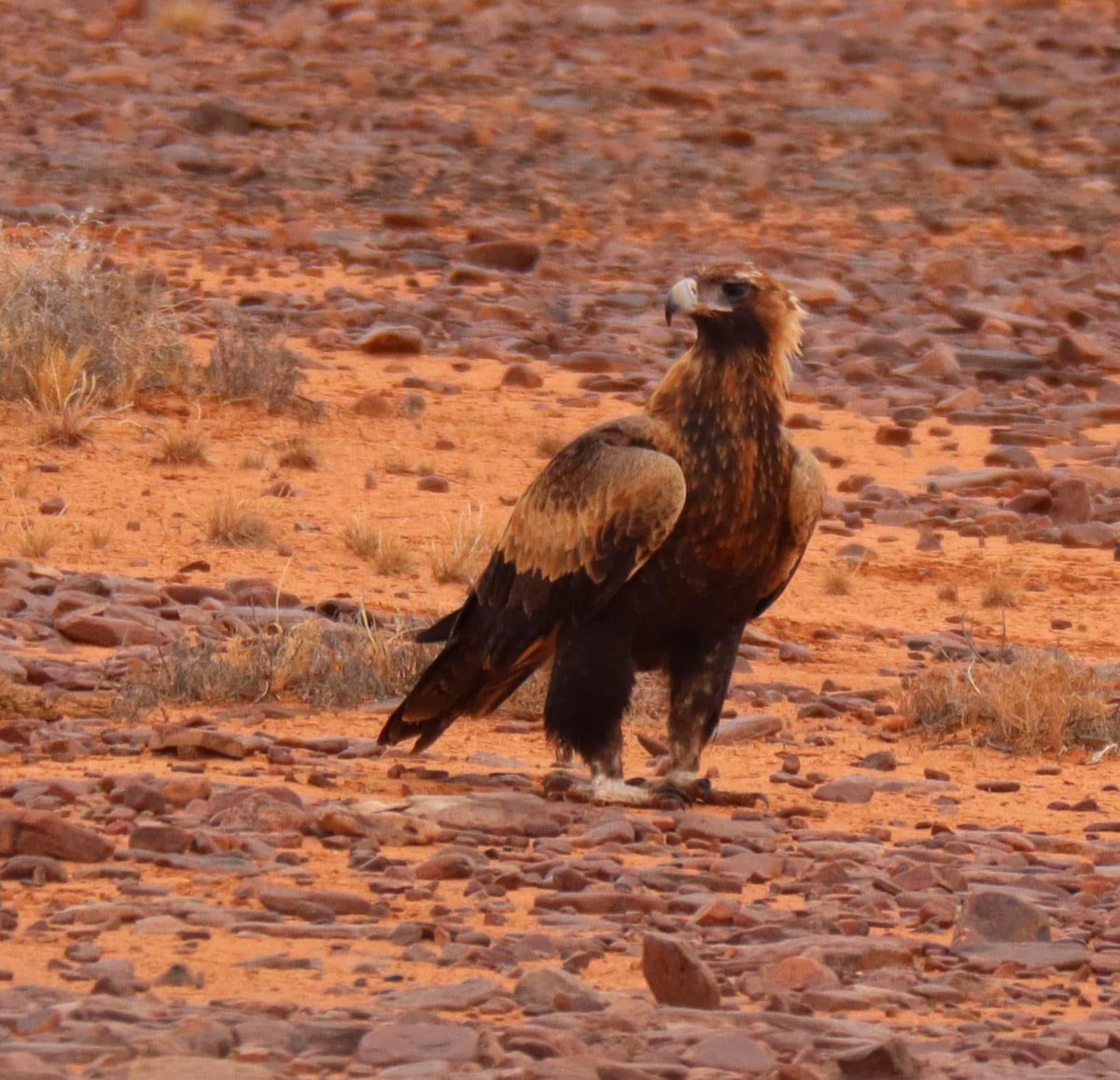 Not much to say except hope you are all surviving my American friends. So worried for you all