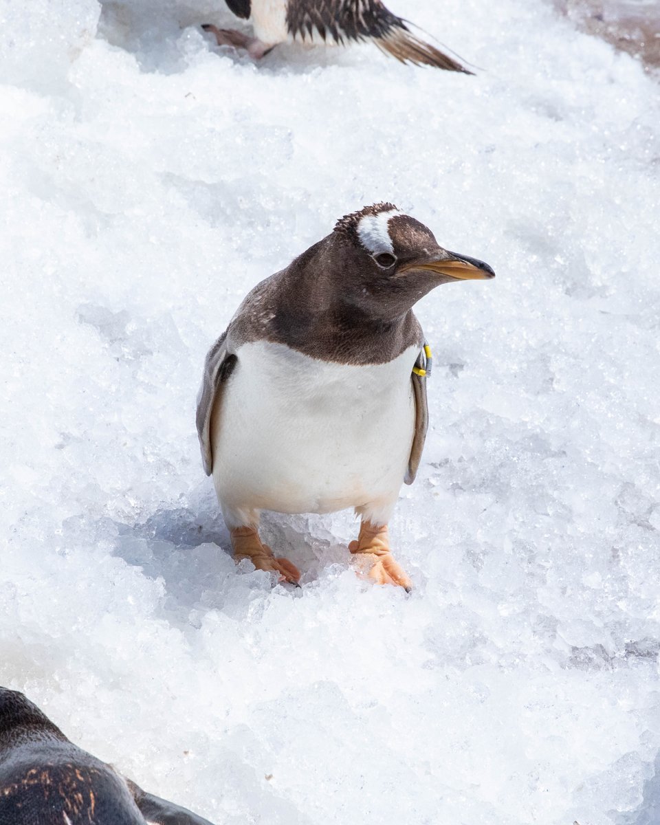 EdinburghZoo's tweet image. It's been a very toasty week here at the zoo 🌞
While all our animals have shaded areas or pools to cool off in, our keepers made sure they got some special icy treats this week 🧊
📷 Keepers Ellie and Marina