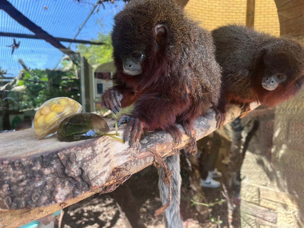 EdinburghZoo's tweet image. It's been a very toasty week here at the zoo 🌞
While all our animals have shaded areas or pools to cool off in, our keepers made sure they got some special icy treats this week 🧊
📷 Keepers Ellie and Marina