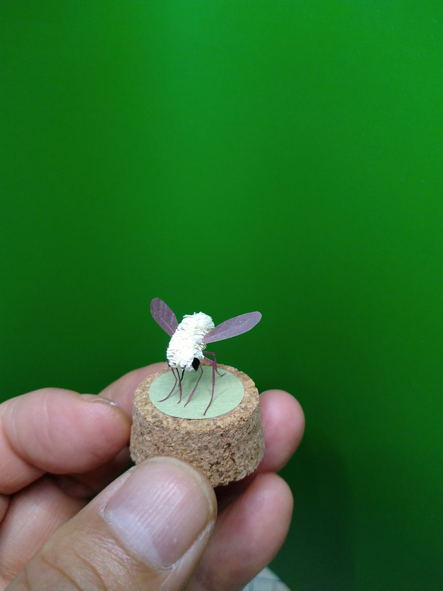 今日は、トラツリアブのメス。
〜部のタグをつけようかと思ったけど、10部以上かけもちになりそうなので…。
"生物部"があれば、それかな。
#博物ふぇす