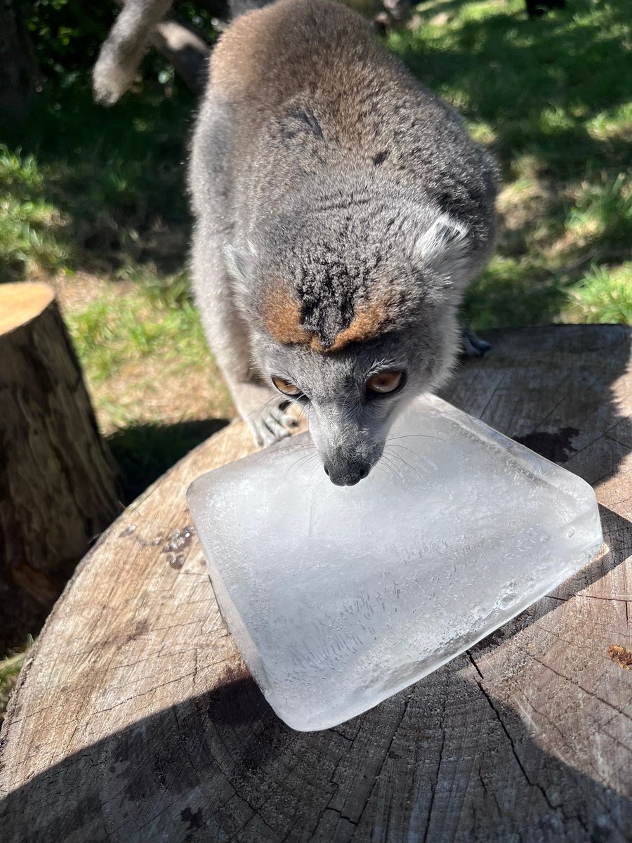 EdinburghZoo's tweet image. It's been a very toasty week here at the zoo 🌞
While all our animals have shaded areas or pools to cool off in, our keepers made sure they got some special icy treats this week 🧊
📷 Keepers Ellie and Marina