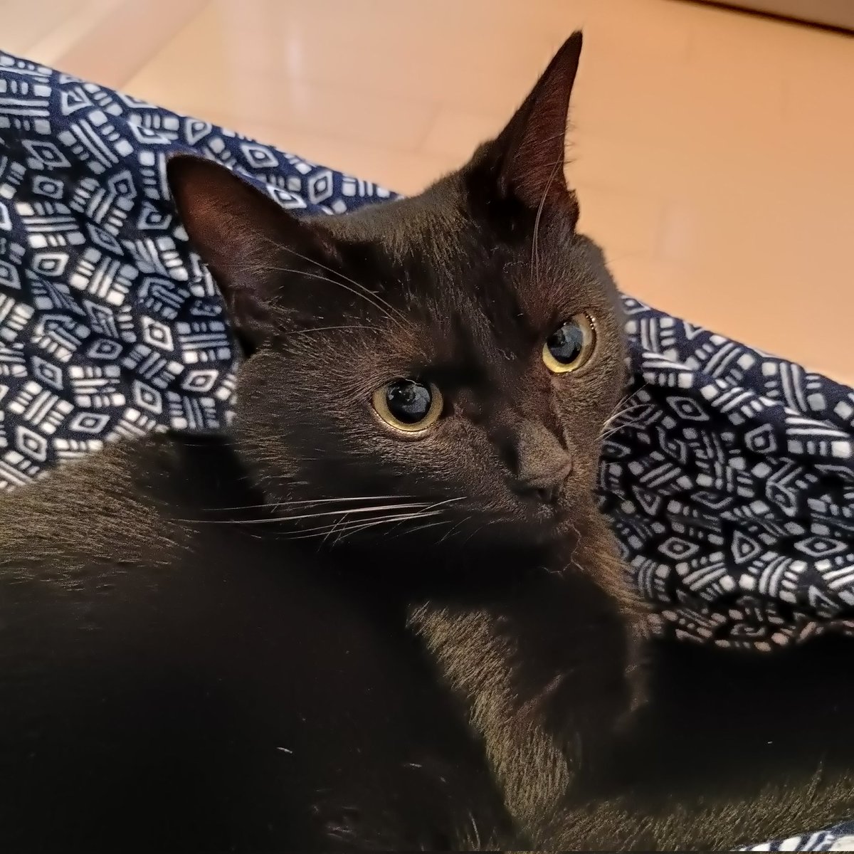 最も  猫多頭飼い X / Search - その他