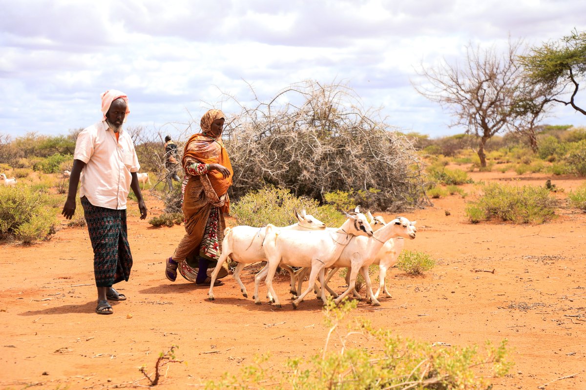 Wardi Relief & Development Initiatives(WARDI) (@wardirelief) on Twitter photo <a href="/wardirelief/">Wardi Relief & Development Initiatives(WARDI)</a> has delivered 270 shoats to 54 HHs in Guricel, bringing the total goats distributed to 600, benefitting 120 HHs. For families who lost their herds to drought & diseases, this is a fresh start & a chance to rebuild their livelihoods. <a href="/caritas_ci/">Caritas international</a> <a href="/GermanyDiplo/">GermanForeignOffice</a> <a href="/wardirelief/">Wardi Relief & Development Initiatives(WARDI)</a> has delivered 270 shoats to 54 HHs in Guricel, bringing the total goats distributed to 600, benefitting 120 HHs. For families who lost their herds to drought & diseases, this is a fresh start & a chance to rebuild their livelihoods. <a href="/caritas_ci/">Caritas international</a> <a href="/GermanyDiplo/">GermanForeignOffice</a>