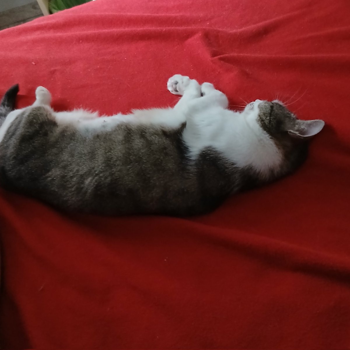luca_squillante's tweet photo. Indovinate chi dorme solitamente su questo letto?
#Gatta #chicca https://t.co/xoq7P7uSvG