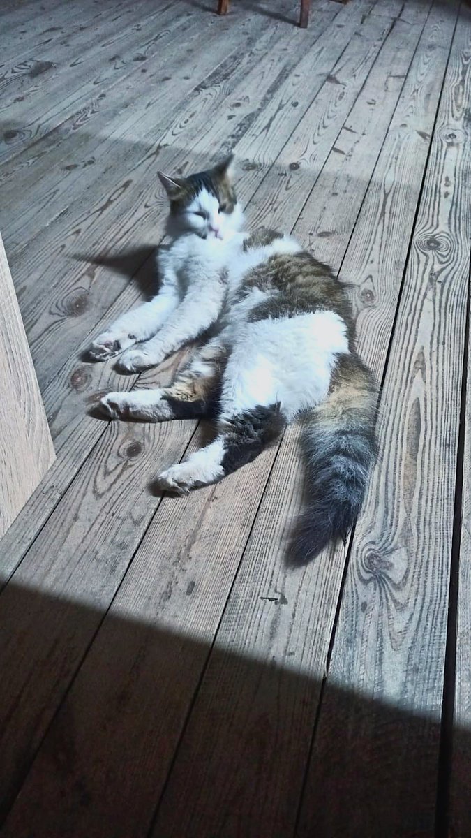 Діалог з чоловіком: 
*чоловік присилає фото кота*
Я: 
- Як звати? Звання? 
Ч: 
- Мурка. Старша кішка 🫡
Я: 
- ++ 🫡
Вашій увазі Мурка 🫴🏻