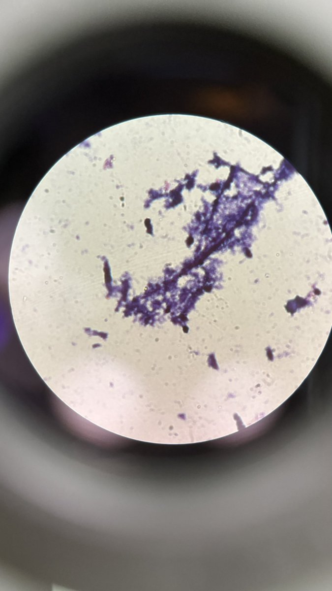 RAf9nu's tweet photo. Microbiology is the best 🌟 https://t.co/fxtx9DlVpm