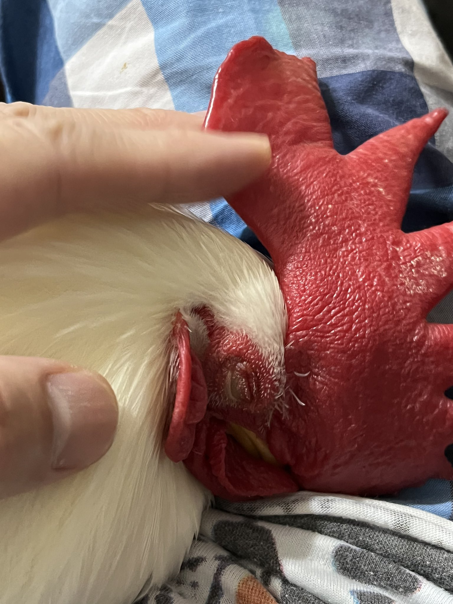 鶏と人 🐔初対面です にわとり 【鶏 オムツ 鳥 おむつ ペット ニワトリ