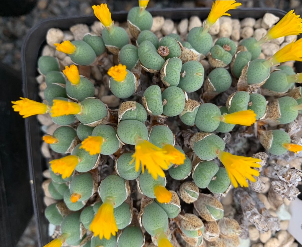 Conophytum piluliforme