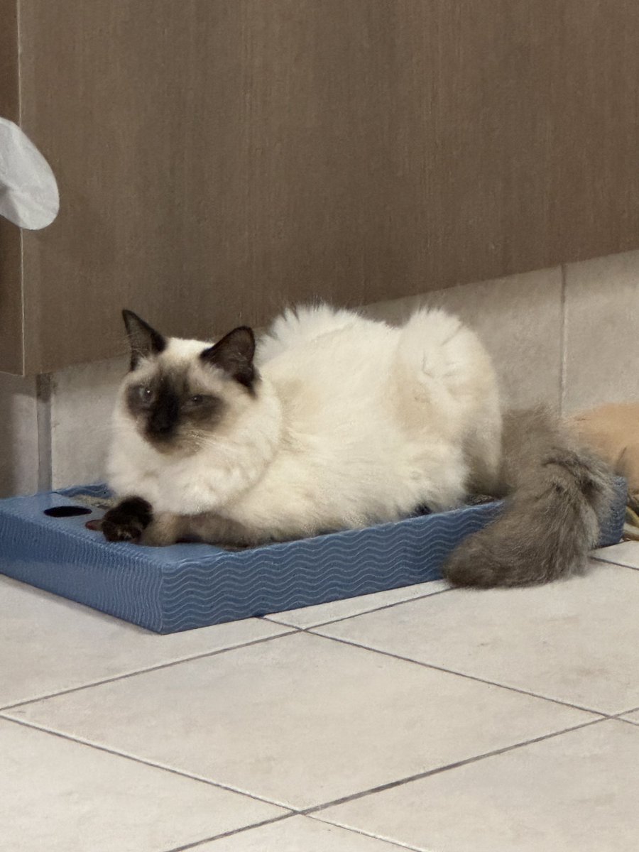 고앵이가 왜이리웃기고귀여워