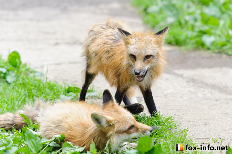 fox_info_net's tweet image. ＼ｺｬｰﾝ／
 #蔵王キツネ村 fox-info.net/fox-photo/arch…