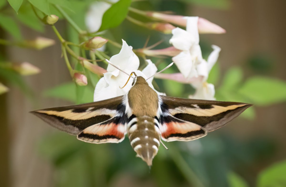 joxybears's tweet image. My first Bedstraw Hawkmoth and in my own garden this morning. Planting for wildlife is paying off 馃檪