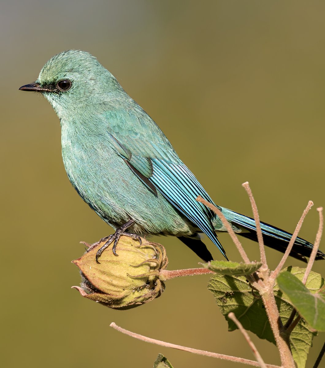 linjianyangbe's tweet image. Verditer Flycatcher (铜蓝鹟,Eumyias thalassinus).
Beautifully vivid turquoise-blue flycatcher. Adult male has dark lores. ❤王瑶
#birds #BirdsSeenIn2025
#Nature #Peace #China