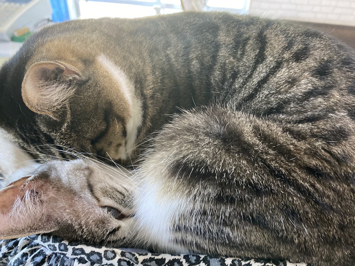 nekohige22's tweet image. 暑い日も重なり合ってます💤
