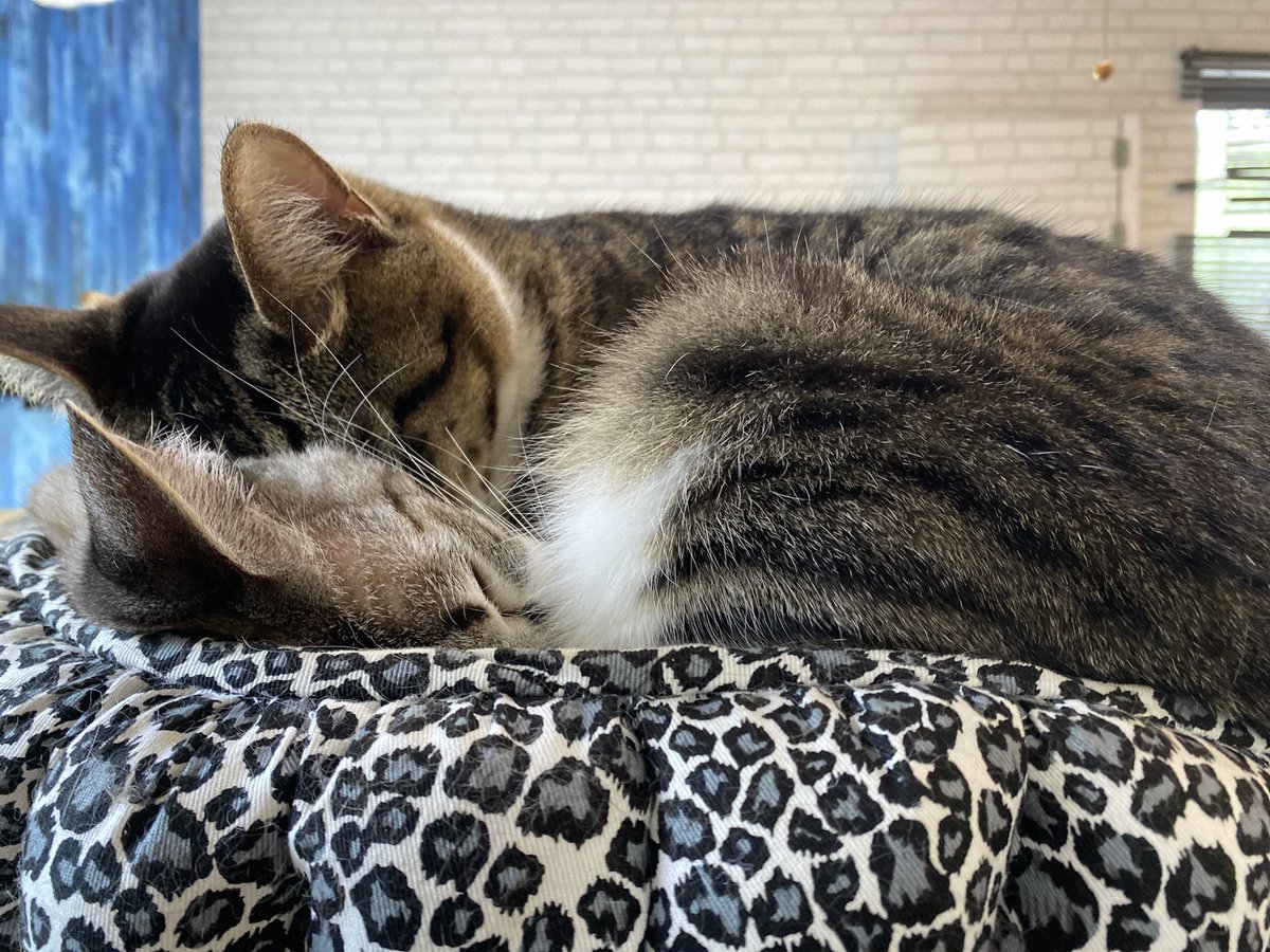 nekohige22's tweet image. 暑い日も重なり合ってます💤