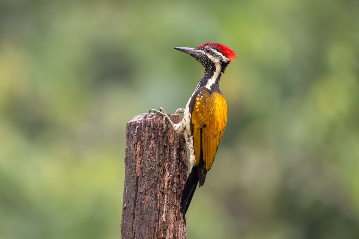 A colorful woodpecker to brighten up your Sunday. Nice shot of a Black-rumped Flameback made by Carolien Hoek in India. You can upload bird pics of areas you visited to Birdingplaces.eu by clicking on 'Add image'. Some of the nicest pictures are shared by us. <a href="/IndiAves/">IndiAves</a>