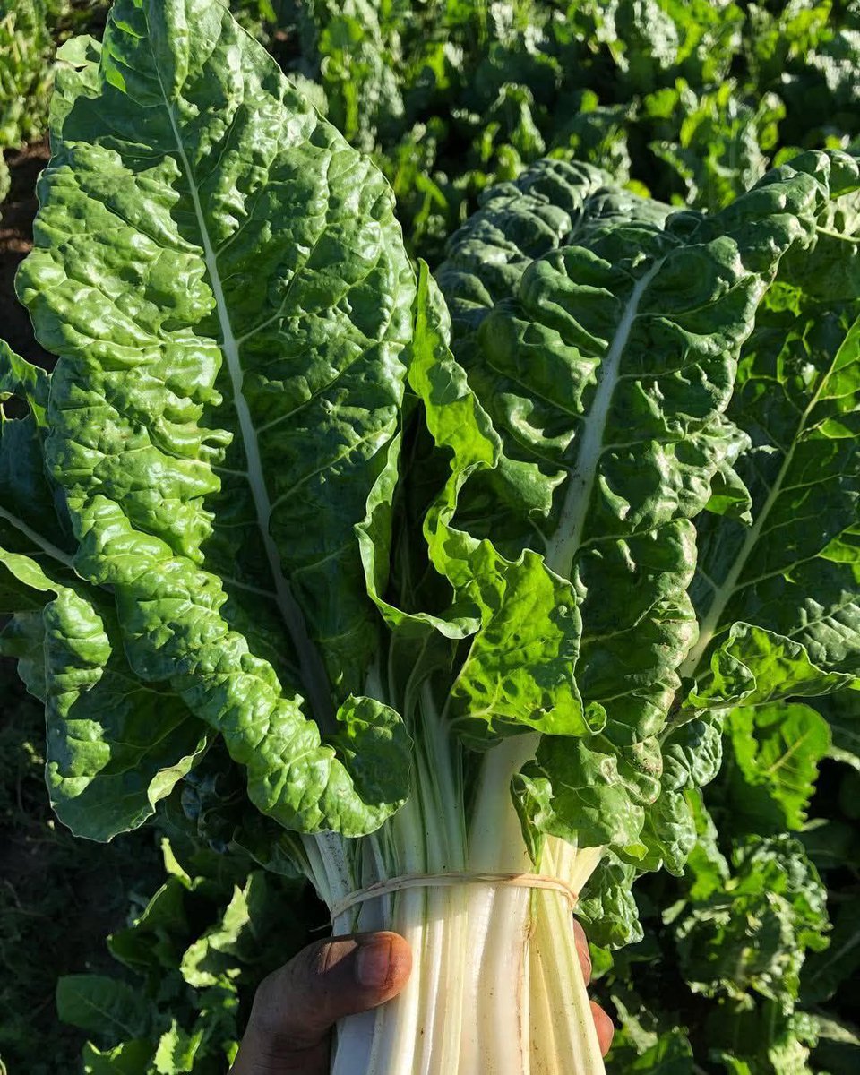 Joseph NIYIBIGENA (@jniyibigenna) on Twitter photo If you can farm it, you can sell it!  #agriculture If you can farm it, you can sell it!  #agriculture