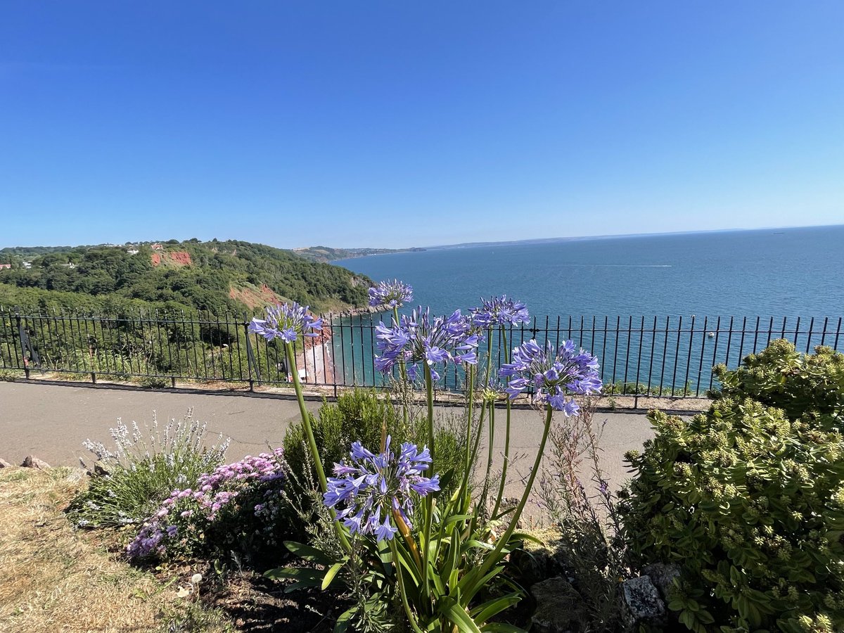 helen21206699's tweet image. #agapanthus in the #sunshine #babbacombe #downs