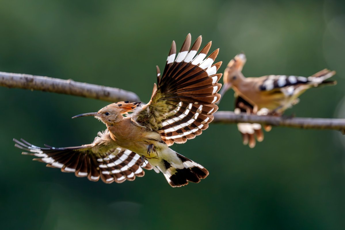 linjianyangbe's tweet image. Eurasian Hoopoe (戴胜,Upupa epops), in #Shanghai.
It has zebra-striped wings, a #Chinese fan of a crest, and a rapier of a bill. ❤王瑶
#birds #BirdsSeenIn2025
#Nature #Peace #China