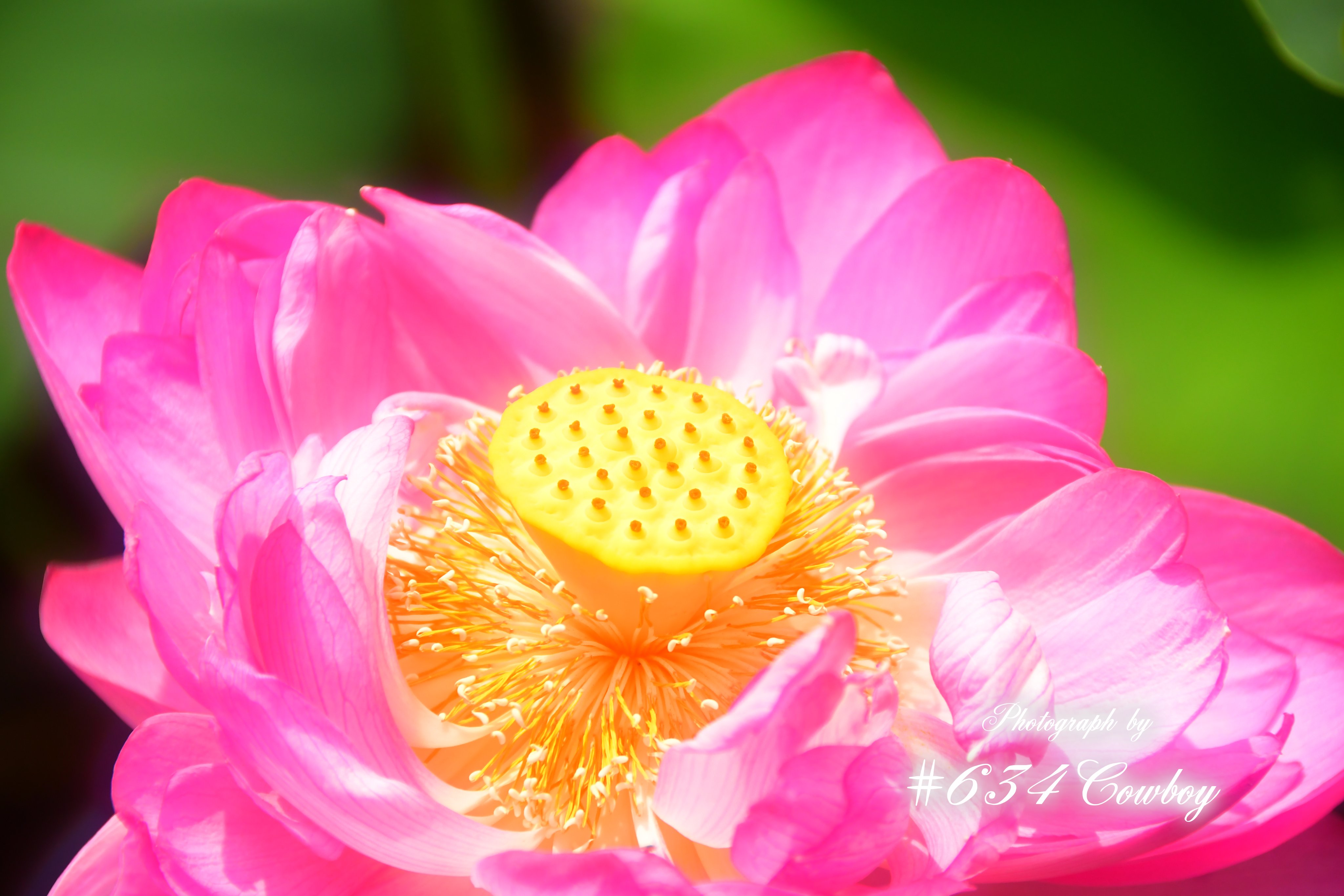 ❁花＊花mammy❁ 🇯🇵🦋🌹🅼🅴🅸🅺🅾_🆁🅾🆂🅴🆂🌹 | 🥀🏆🥀 𝔻𝕒𝕥𝕖 : 2025