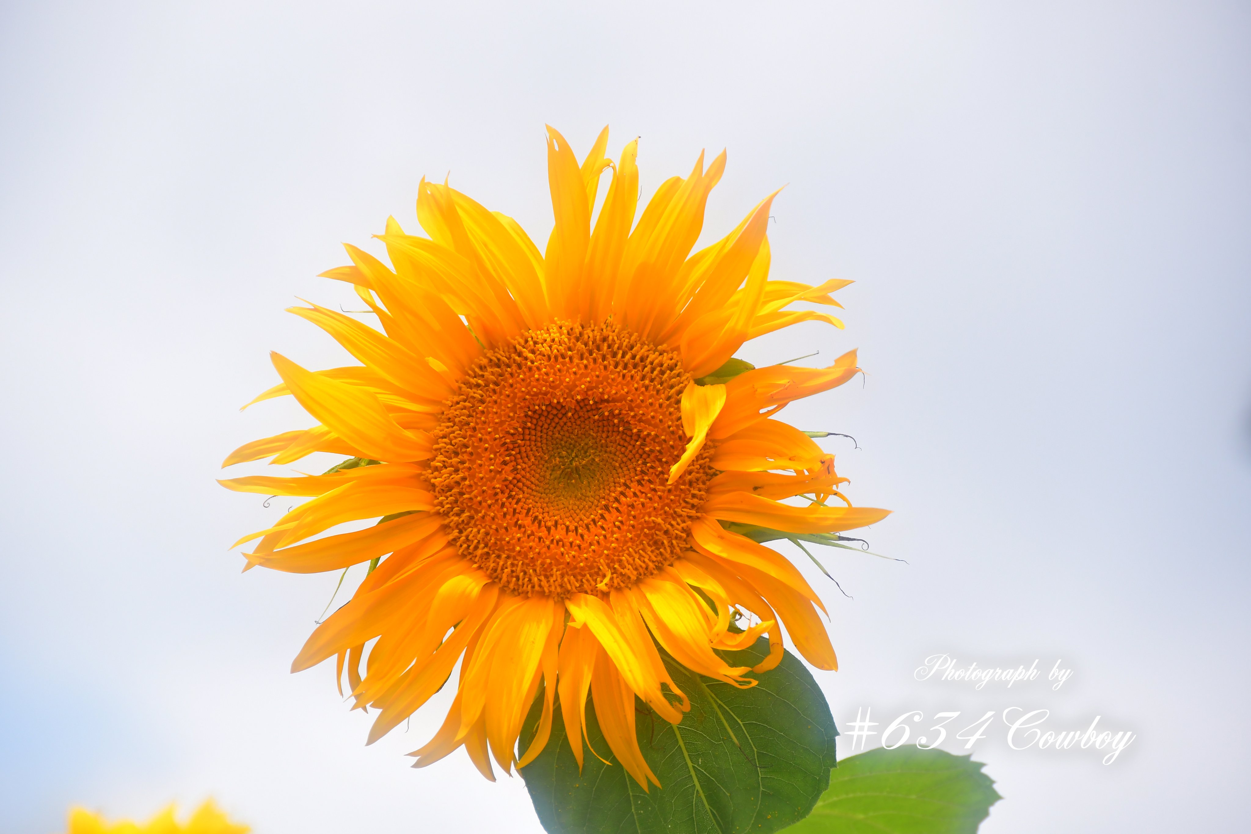6͞3͞4͞C͞o͞w͞b͞o͞y͞【写真アカウント】🖼️ on X