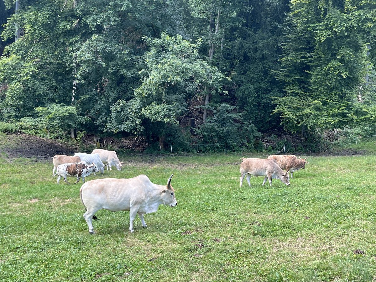 RobertFinger1's tweet image. Zebus, Alpacas, Turkeys and some cows: unusual diversity of grazing animals in Zürich today