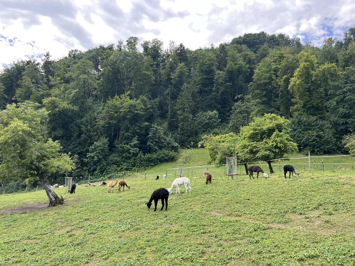 RobertFinger1's tweet image. Zebus, Alpacas, Turkeys and some cows: unusual diversity of grazing animals in Zürich today