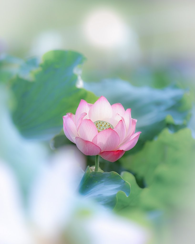 『浄土に咲く蓮華』。