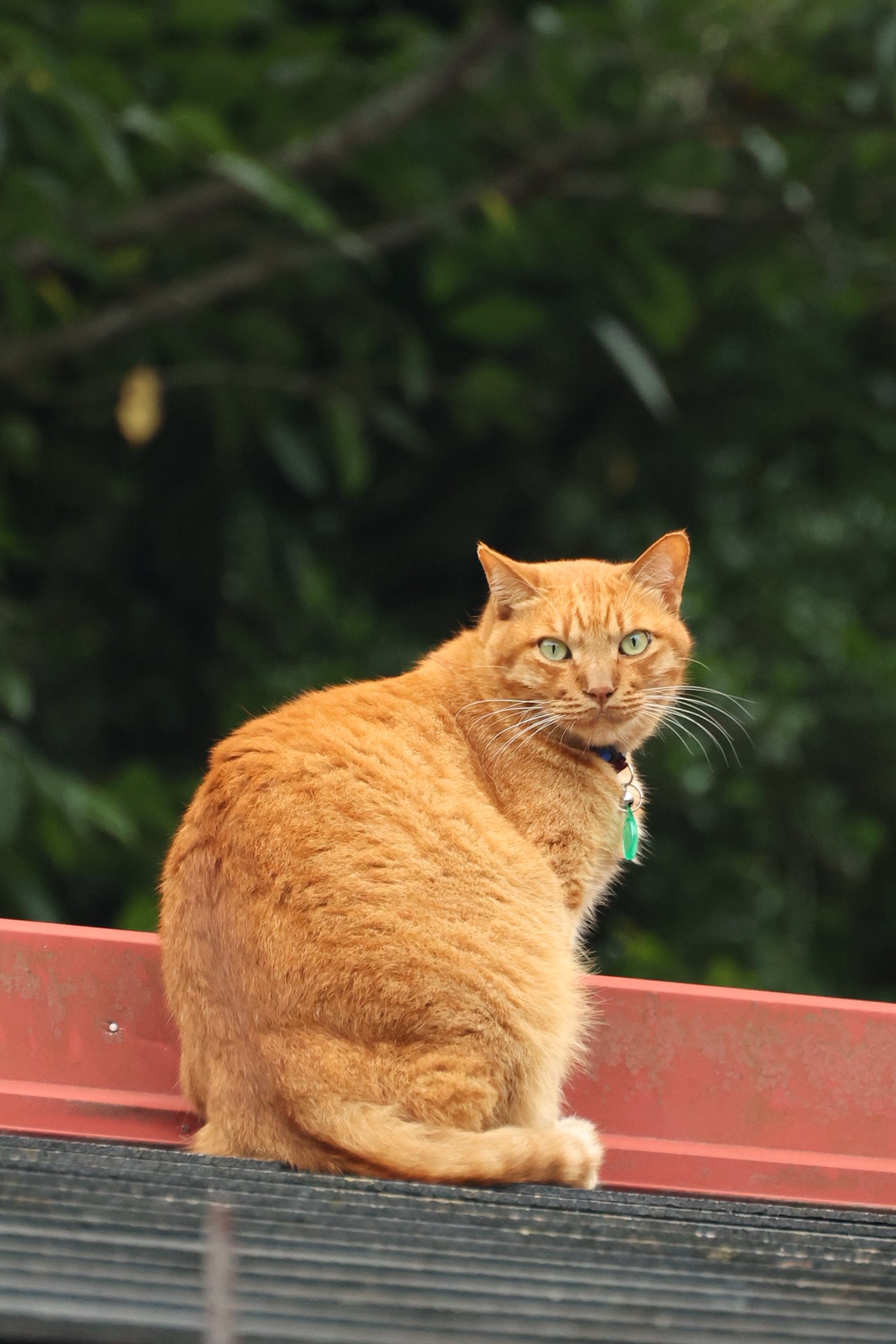 ねこちゃん s8906866.jpg