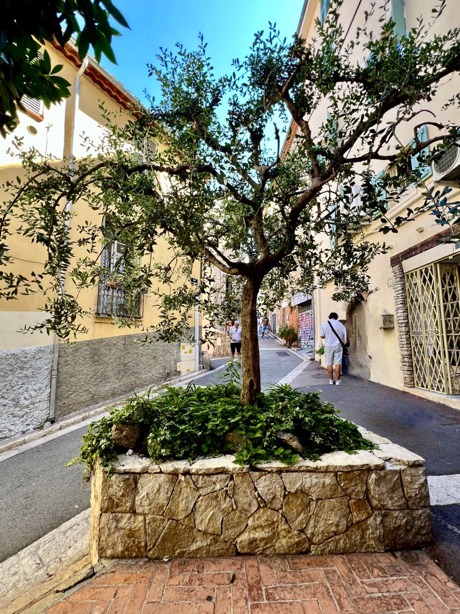 Bon dimanche à vous ☀️🫶🏻🍀
#Antibes 💚