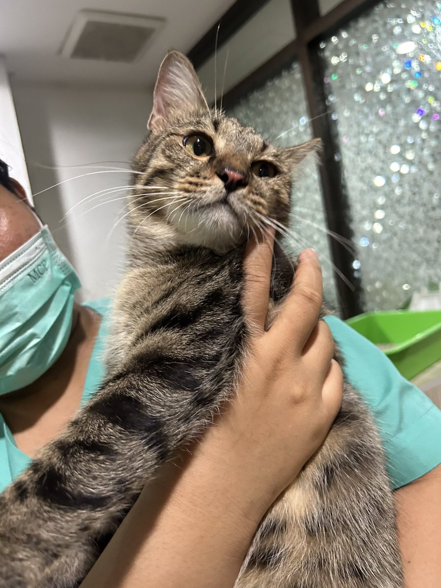 น้องสลิดมาหาบ้านใหม่อีกครั้ง
ฝากทุกคนรีเป็นกำลังใจให้น้องหน่อยน้า💖🙏🏻🫶🏻
น้องเป็นแมว energy สูง โปรดให้เวลาน้องปรับตัว เพราะน้องโดนขังกรงตลอดค่ะ ขาหลังกะเผลกเล็กน้อย รักษาหายแล้ว
ปลอดโรค, วัคซีน, ทำหมัน✅
พิกัด กทม. 
ติดต่อ 0824936495 สร้อย 📲/add line เบอร์นี้ค่ะ
ส่งถึงบ้านค่ะ🙏🏻