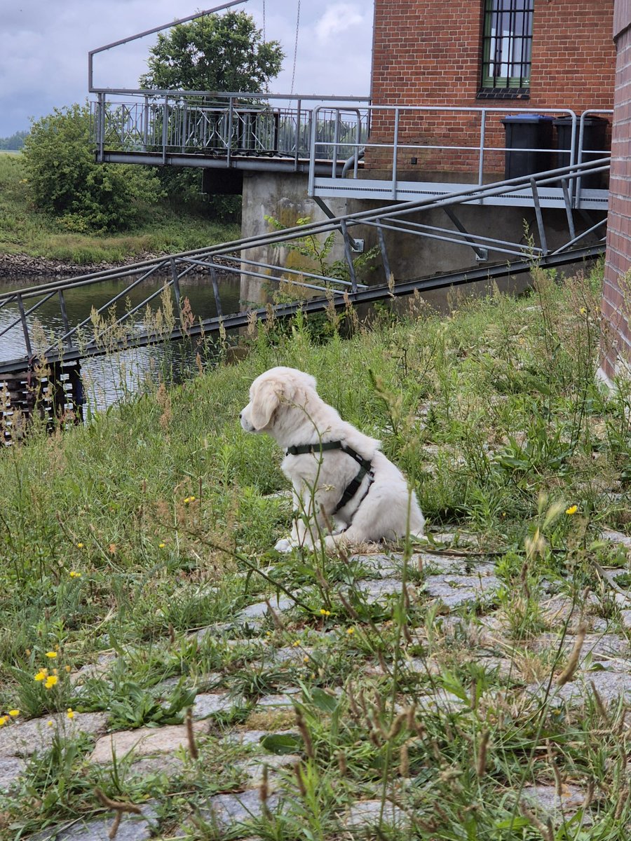 Einmal noch ein Baby aufziehen😍 #Bernhard #goldenretriever