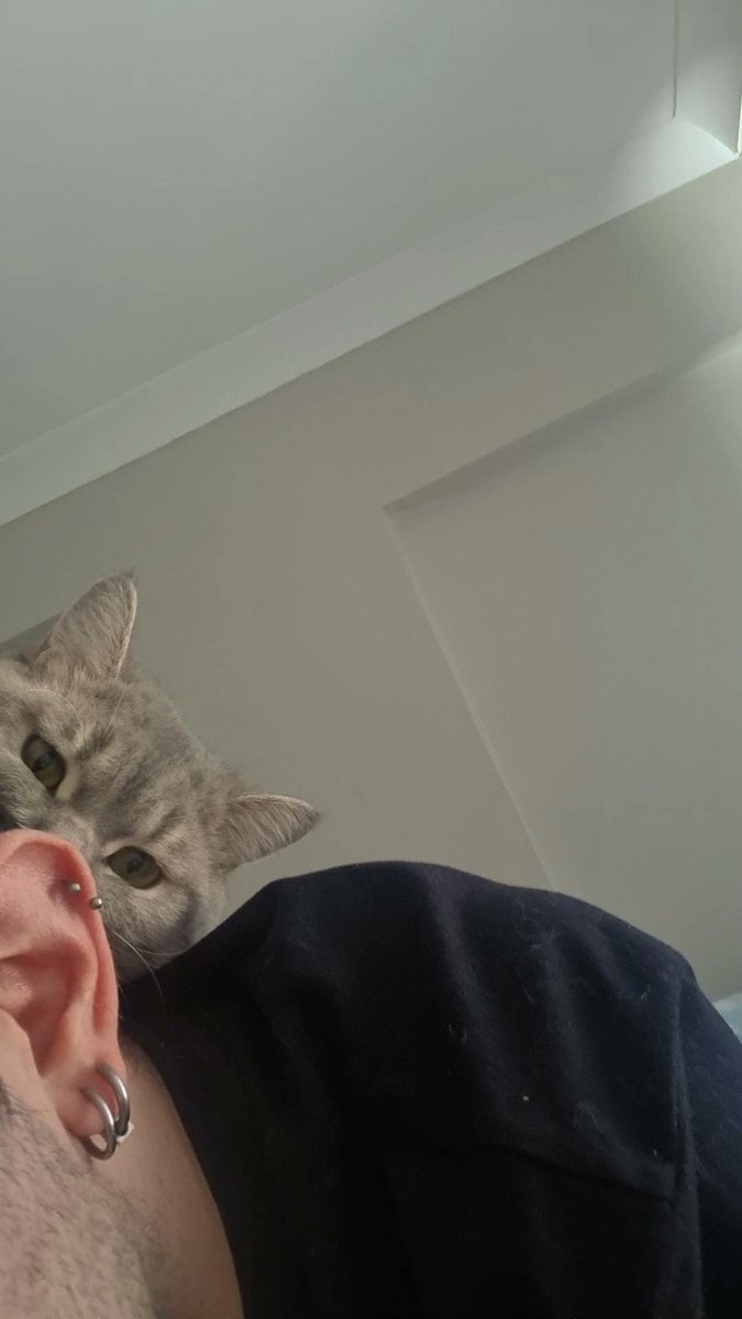 Bir kedi gördüm sanki evet evet bir kedi gördüm