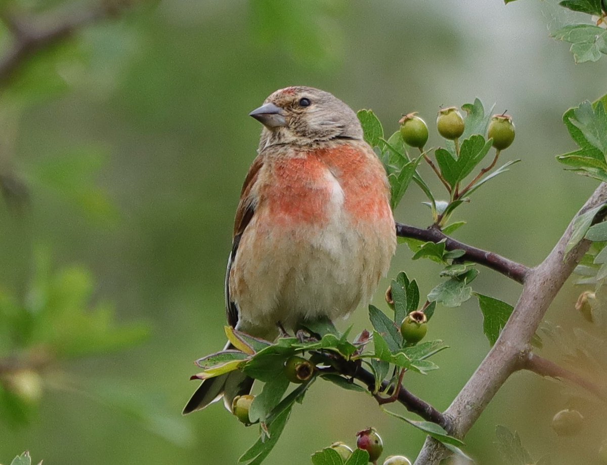 Linnet taken this morning locally. <a href="/Natures_Voice/">RSPB</a> <a href="/NatureUK/">NatureUK</a> <a href="/Britnatureguide/">The British Nature Guide</a> #BirdsSeenIn2025 #NaturePhotography