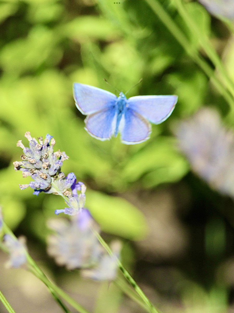 janepursey's tweet photo. Pleased to see lots of common blues around this morning, there was just the one on the lavender which was difficult to get, but lots up on the blackberry flowers #commonbluebutterfly @BCSomerset https://t.co/Lzu39tdOlJ
