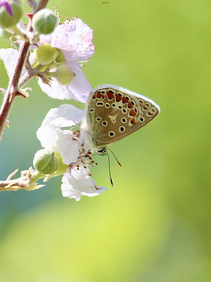 janepursey's tweet photo. Pleased to see lots of common blues around this morning, there was just the one on the lavender which was difficult to get, but lots up on the blackberry flowers #commonbluebutterfly @BCSomerset https://t.co/Lzu39tdOlJ