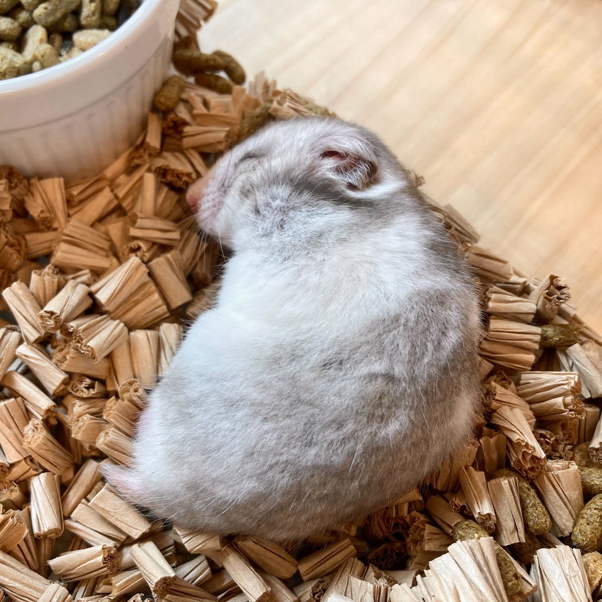charm_koisikawa's tweet image. まるでゴマフアザラシ？🦭💕

幸せそうな寝顔が可愛い
カラーハムスターちゃん💤

#飼い主さん募集中