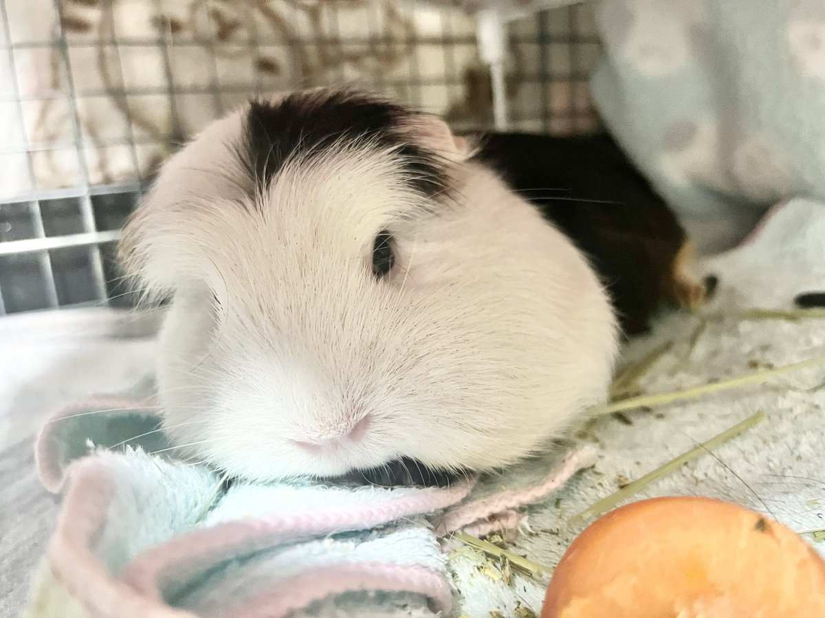 pitan201908's tweet image. おもちに改名すべき