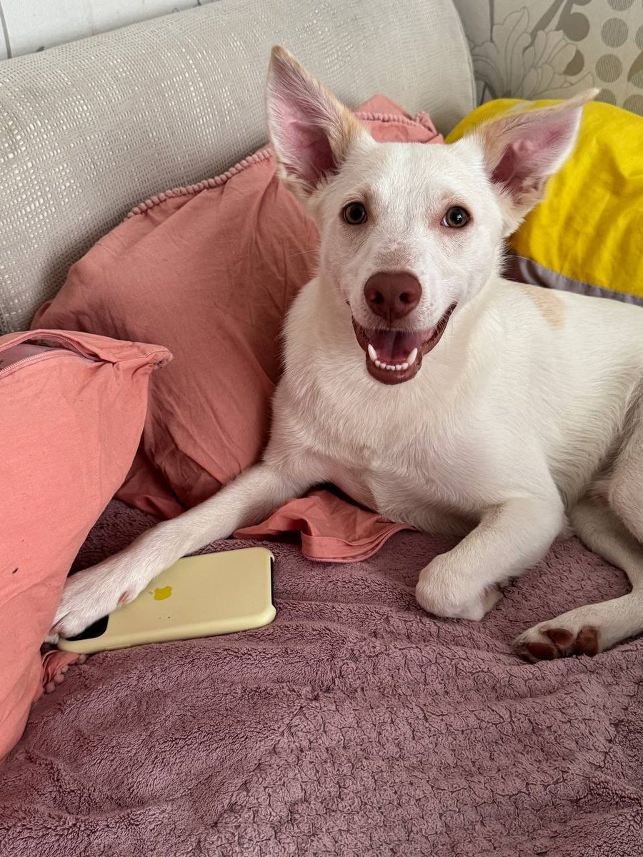 купили собачці телефон, щоб дзвонити на фейстайм, коли нас нема вдома