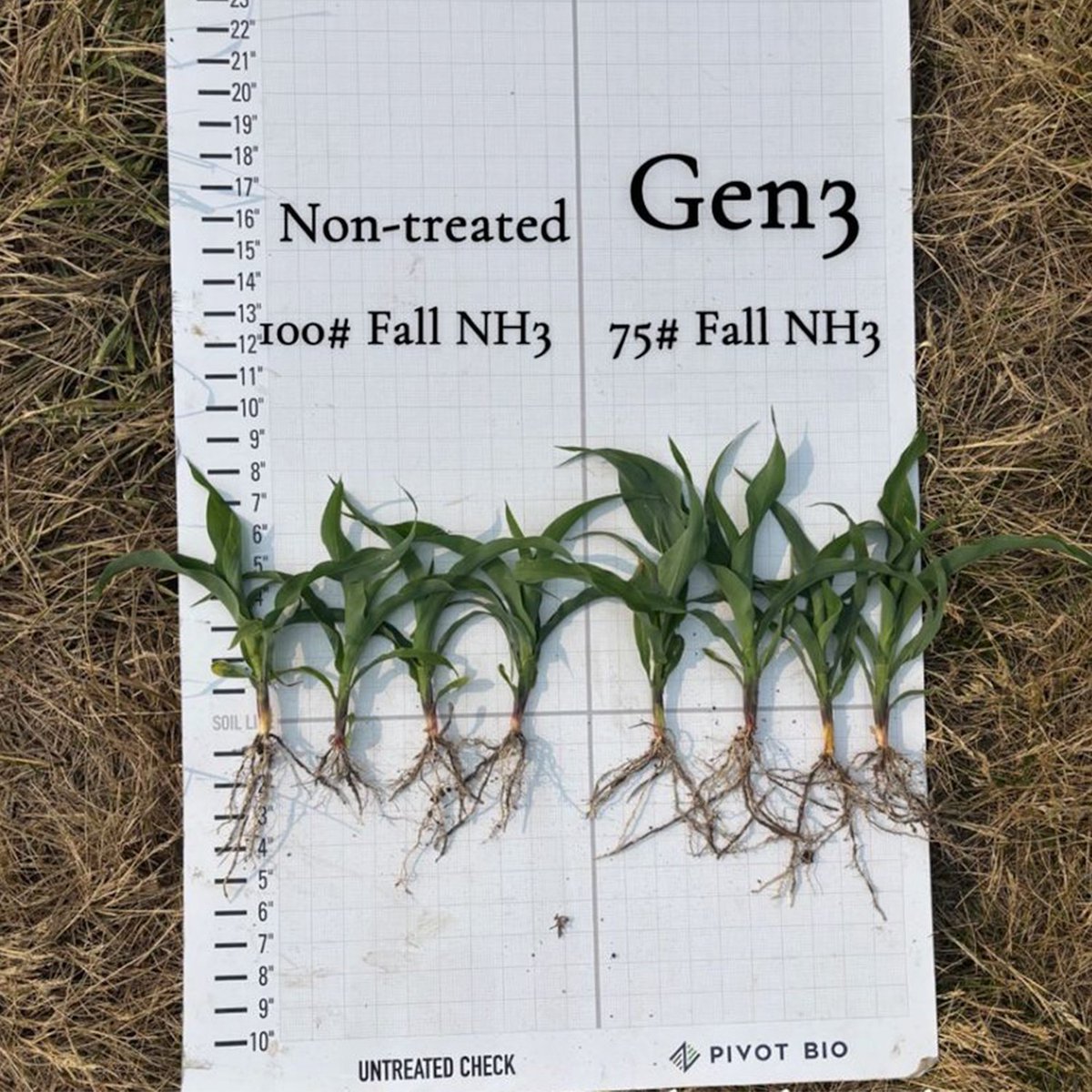 Amazing early looks at the new Pivot Bio PROVEN G3 product out of Paris, MO! 🙌 This Grower opted to replace 25 units of nitrogen with Pivot Bio PROVEN G3 on Becks seed, and the crop is off to a strong start. The results are already speaking for themselves! Want more info on the