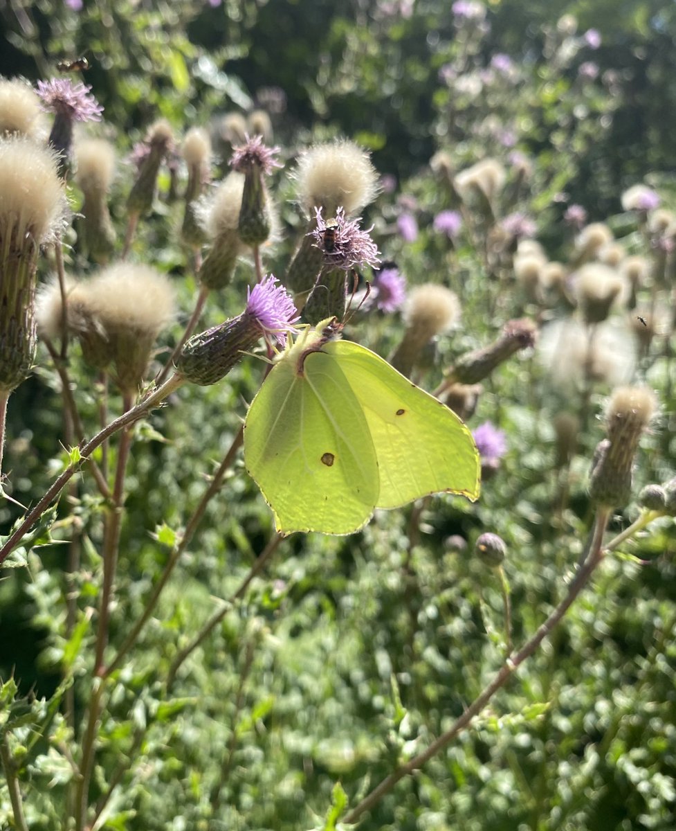 Lovely to see some second generation brimstones in Dymock Woods, alongside SW fritillary and notable numbers of common blue. Bird wise crossbills feeding in the conifers as well as spot fly and marsh tit <a href="/savebutterflies/">Butterfly Conservation 🦋</a> <a href="/BC_WestMids/">West Midlands Butterfly Conservation</a> <a href="/HerefsBirds/">HerefordshireBirds</a>