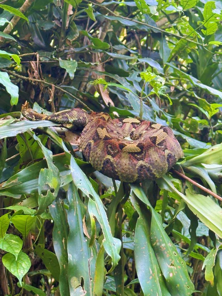 Adv_Ecotripske's tweet photo. Kakamega Rainforest never ceases to amaze me, in close to a decade of exploring the rainforest, we’ve only encountered a snake once, a Forest Cobra. But yesterday, during a fun hike with our esteemed clients, we came face to face with a Rhinoceros Gaboon Viper, barely 2 meter https://t.co/69qHYxuvnT