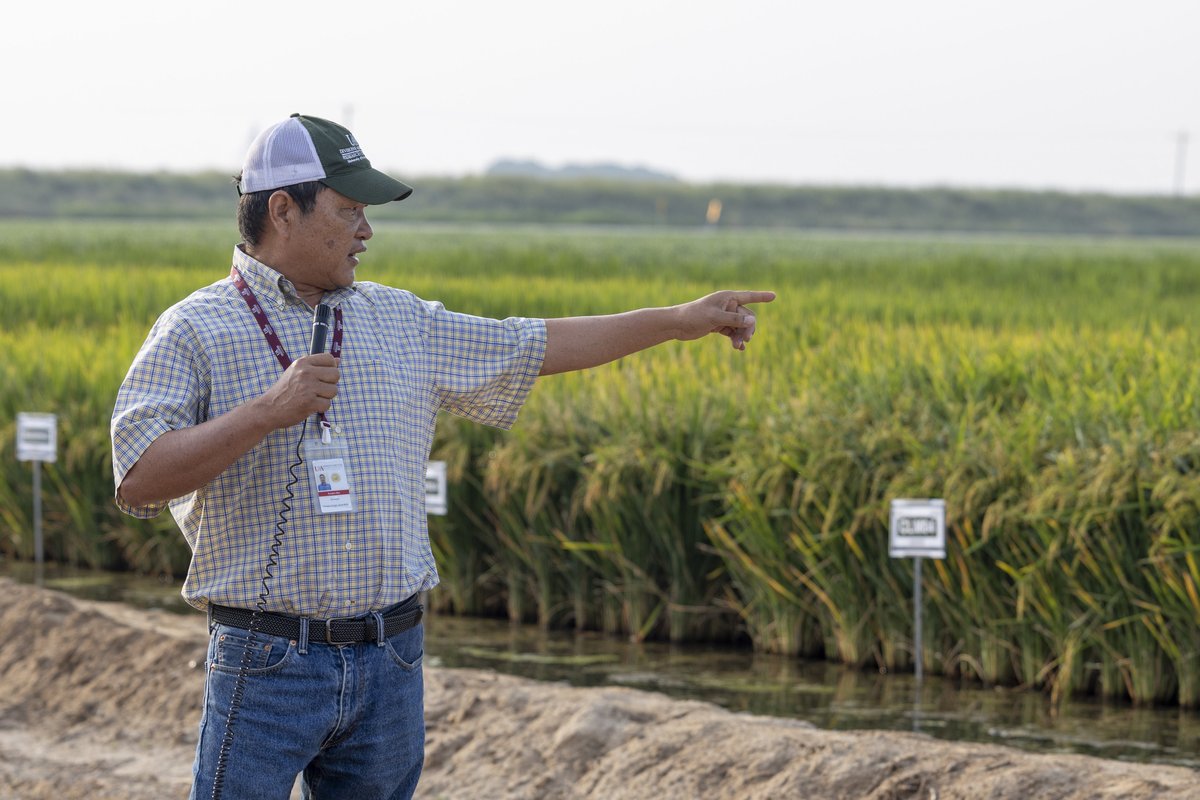 The 2025 Rice Research and Extension Center Field Day in Stuttgart is just around the corner! Our research and extension faculty will share the latest research and recommendations for rice production in Arkansas. Learn more: aaes.uada.edu/events/2025-rr… <a href="/AginArk/">UA System Div of Ag</a>